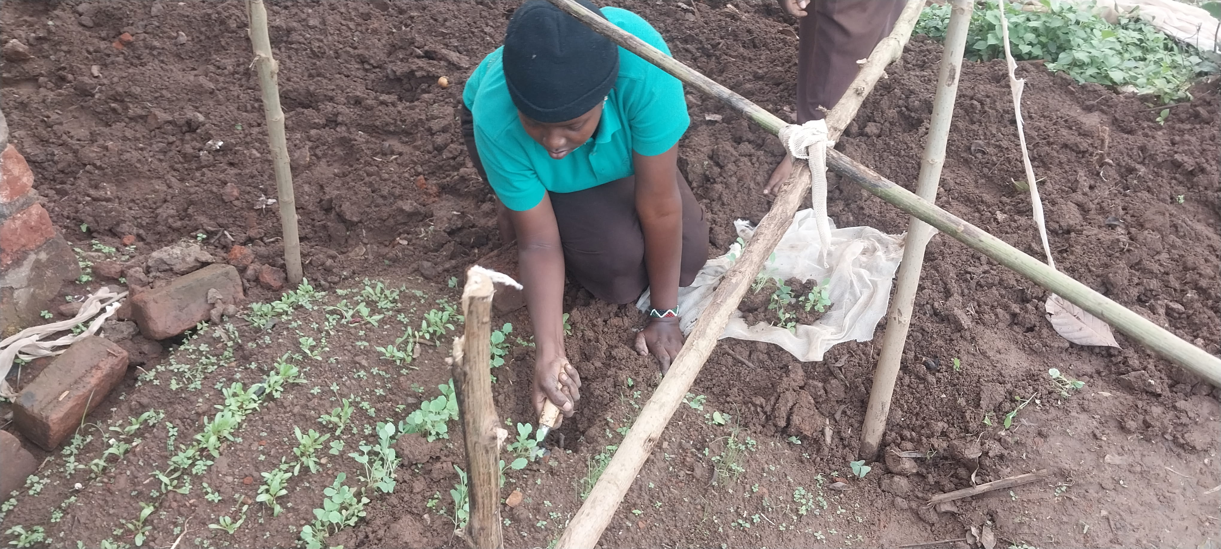 A communal garden established by the community